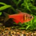Фламеус / Огнена тетра (Hyphessobrycon flammeus)