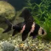 Азиатикус (Myxocyprinus asiaticus)