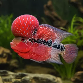 Флауърхорн (Flowerhorn Cichlid)