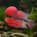 Флауърхорн (Flowerhorn Cichlid)