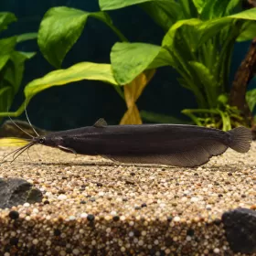 Фосилис (Heteropneustes fossilis)