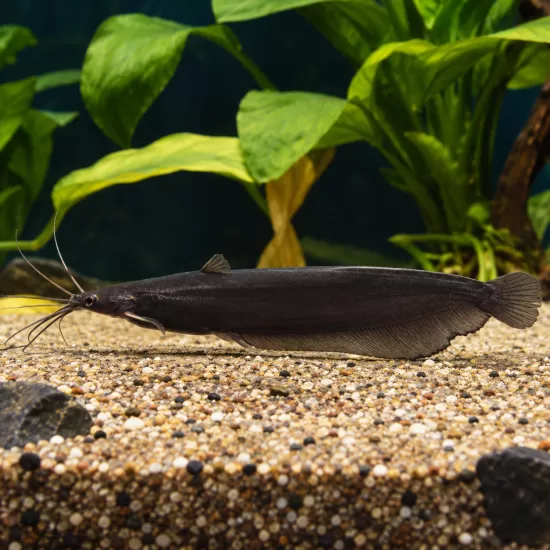 Фосилис (Heteropneustes fossilis) - 1
