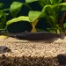 Фосилис (Heteropneustes fossilis)