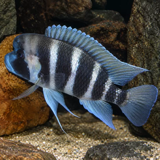 Фронтоза (Cyphotilapia frontosa) - 1