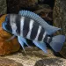 Фронтоза (Cyphotilapia frontosa)