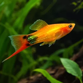 Хелер (Xiphophorus hellerii)