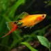 Хелер (Xiphophorus hellerii) - 2