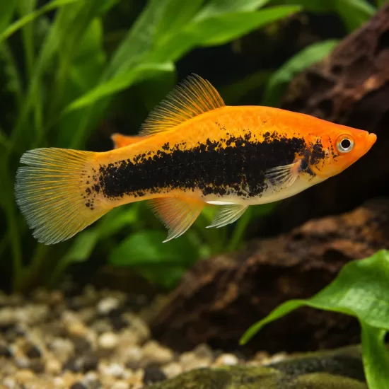 Хелер (Xiphophorus hellerii) - 4