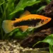 Хелер (Xiphophorus hellerii) - 4