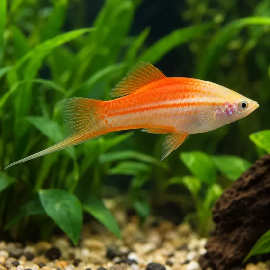 Хелер (Xiphophorus hellerii) - 3