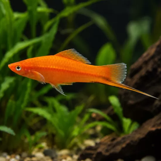 Хелер (Xiphophorus hellerii) - 1