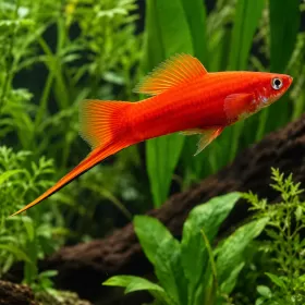 Хелер Super Red (Xiphophorus hellerii)