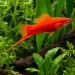 Хелер Super Red (Xiphophorus hellerii)