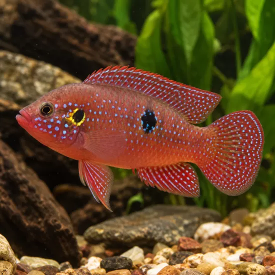 Хемихромис бимакулатус (Hemichromis bimaculatus) - 1