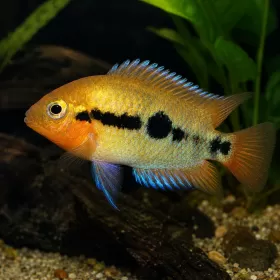 Мултиспиноза / Дъгова цихлида (Herotilapia multispinosa)