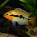 Мултиспиноза / Дъгова цихлида (Herotilapia multispinosa)