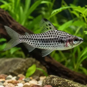 Хилодус (Chilodus punctatus)