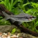 Хилодус (Chilodus punctatus)