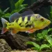 Цихла монокулус (Cichla monoculus)