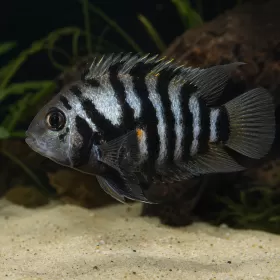 Нигрофасциатум / Зебровидна цихлазома (Amatitlania nigrofasciata)