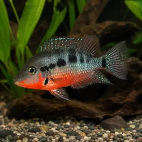 Мееки / Огнено гърло (Thorichthys meeki)