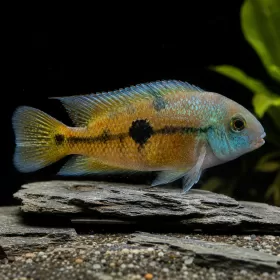 Никарагуанска цихлазома (Hypsophrys nicaraguensis)