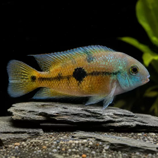 Никарагуанска цихлазома (Hypsophrys nicaraguensis) - 1