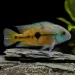 Никарагуанска цихлазома (Hypsophrys nicaraguensis)