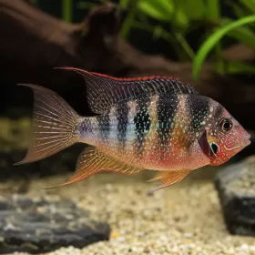 Елиоти / Цихлида Елиоти (Thorichthys maculipinnis)