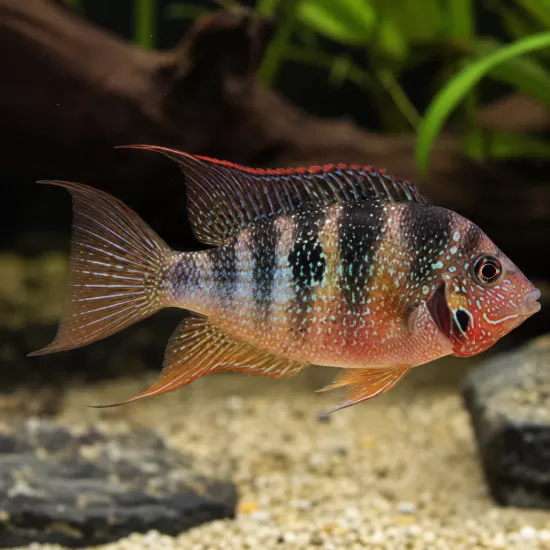 Елиоти / Цихлида Елиоти (Thorichthys maculipinnis) - 1