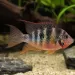 Елиоти / Цихлида Елиоти (Thorichthys maculipinnis)