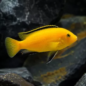 Лабидохромис (Labidochromis caeruleus)
