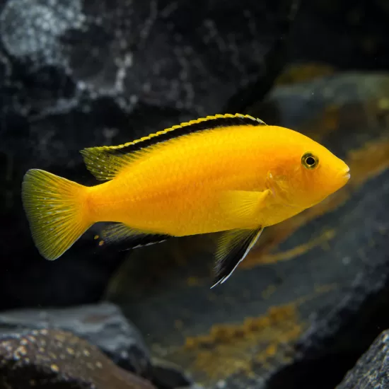 Лабидохромис (Labidochromis caeruleus) - 1