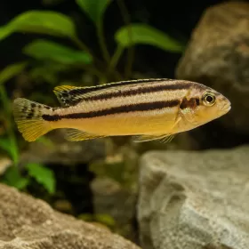 Ауратус (Melanochromis auratus)