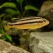 Ауратус (Melanochromis auratus)