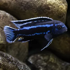 Йохани (Melanochromis johannii)