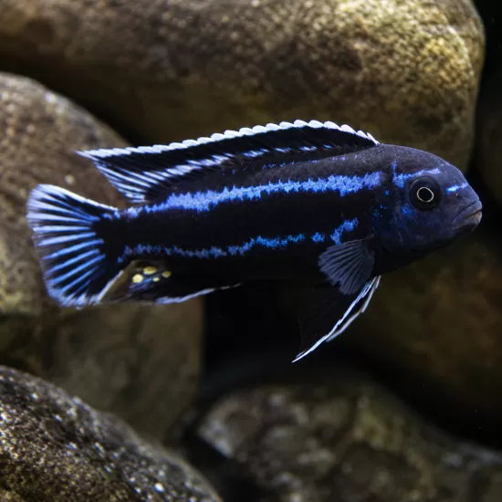 Йохани (Melanochromis johannii) - 1