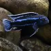 Йохани (Melanochromis johannii)