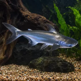 Чаленджър (Pangasius sanitwongsei)
