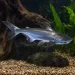 Чаленджър (Pangasius sanitwongsei)