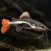 Червеноопашат сом (Phractocephalus hemioliopterus)