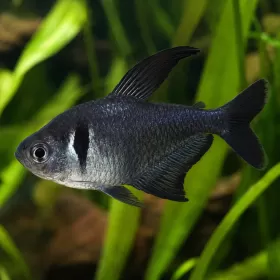 Черен фантом (Hyphessobrycon megalopterus)