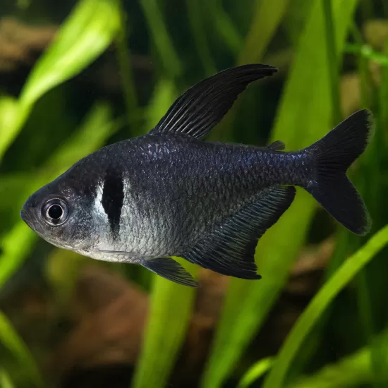Черен фантом (Hyphessobrycon megalopterus) - 1