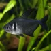 Черен фантом (Hyphessobrycon megalopterus)