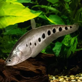 Читала Орната / Клоун нож (Chitala ornata)