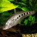 Читала Орната / Клоун нож (Chitala ornata)