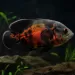 Астронотус / Оскар (Astronotus ocellatus)