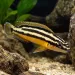 Юлидохромис (Julidochromis sp.)