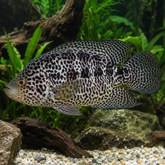 Ягуар цихлида (Parachromis managuensis) - 1