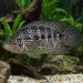 Ягуар цихлида (Parachromis managuensis)